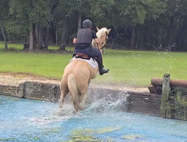 jumping-gypsy-vanner-horse