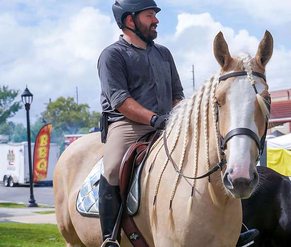hunter-jumper-gypsy-vanner-horse