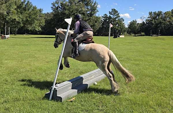 kid-safe-gypsy-vanner-horse