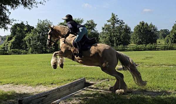 performance-gypsy-vanner-horse