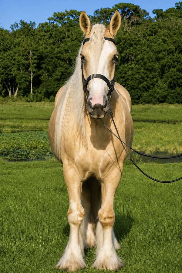ridden-western-gypsy-vanner-horse