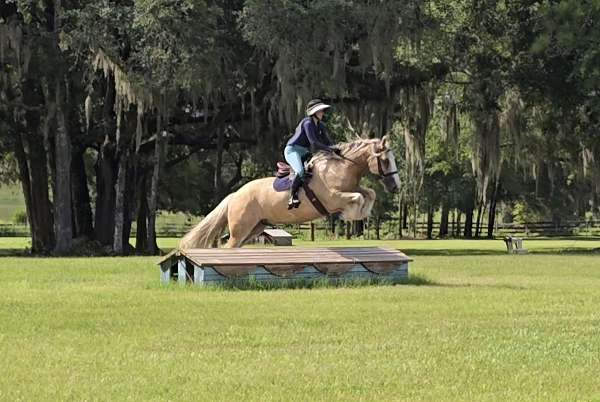 ridden-english-gypsy-vanner-horse