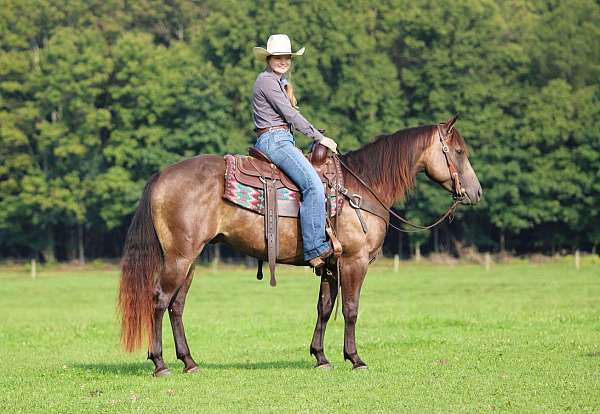 athletic-quarter-horse