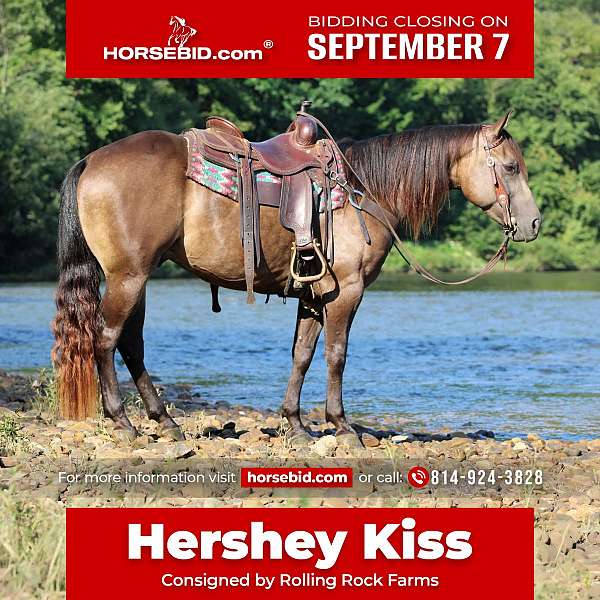 all-around-quarter-horse