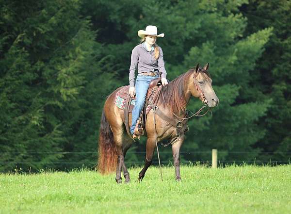 performance-quarter-horse