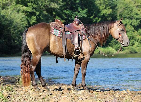 ranch-quarter-horse