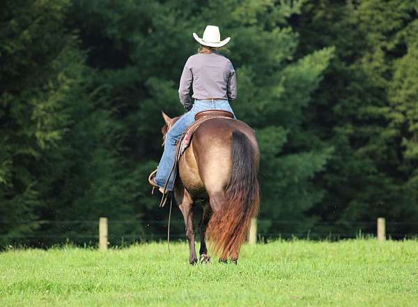 show-quarter-horse
