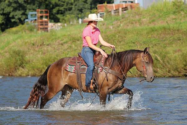 working-cattle-quarter-horse