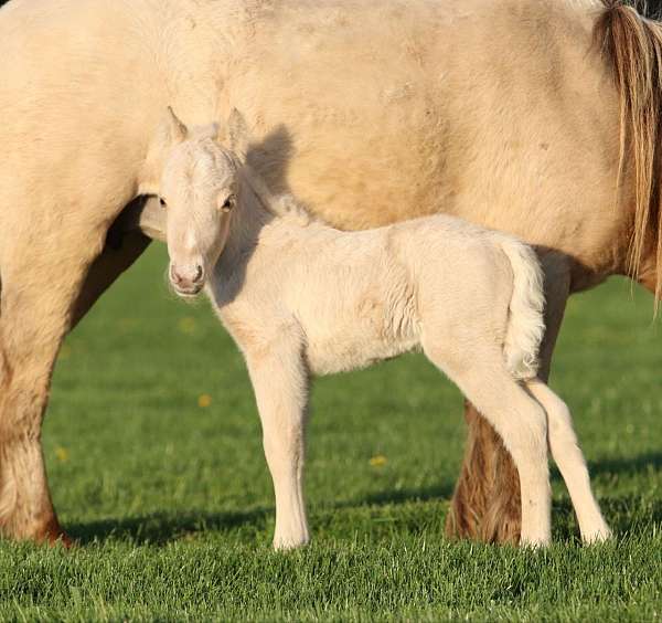 amhr-registered-horse