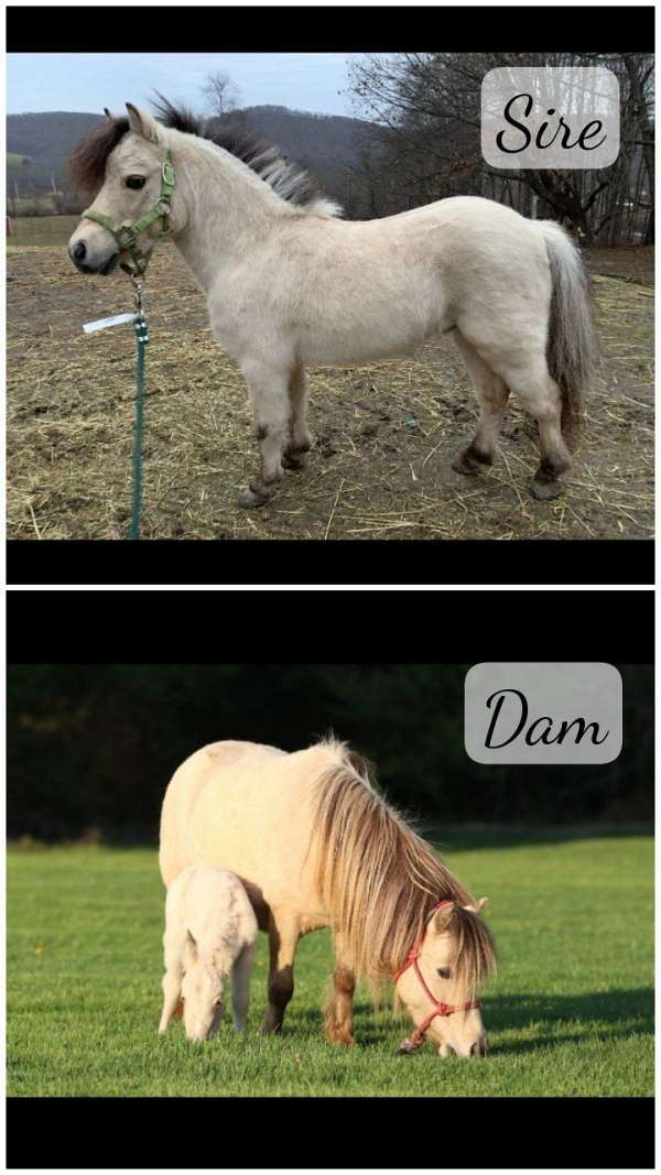 amhr-registered-filly
