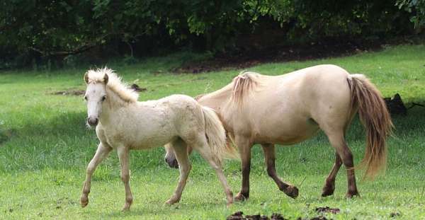 buckskin-mare-filly