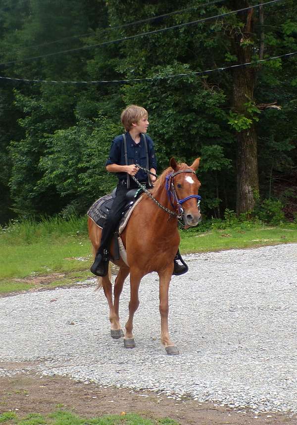sorrel-star-pony