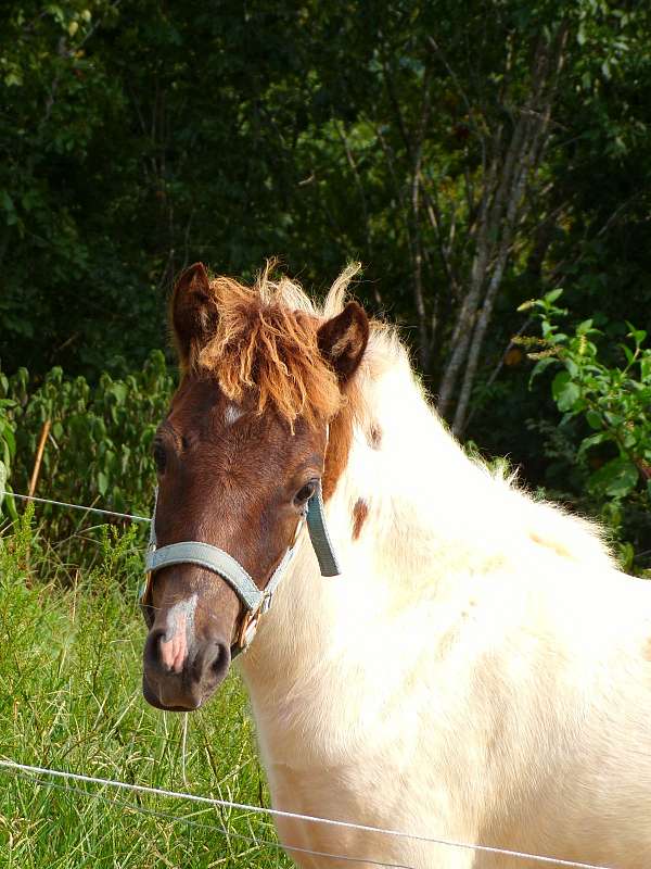 therapy-paint-pony