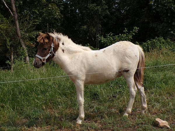 grulla-paint-pony-colt