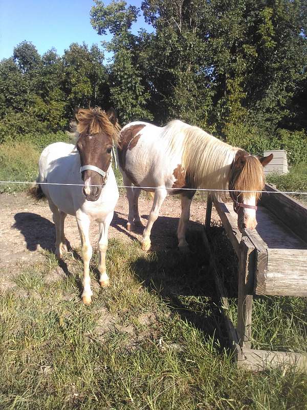 grulla-breeding-pony