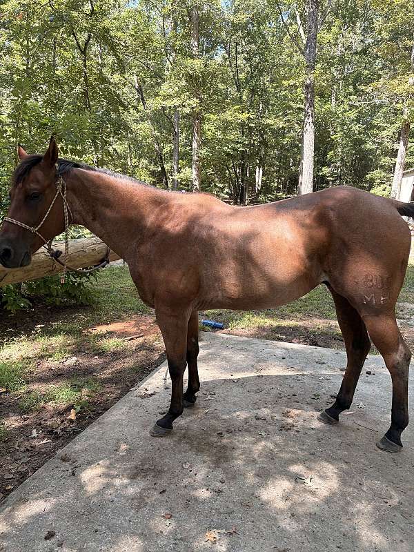 bay-pole-roping-horse
