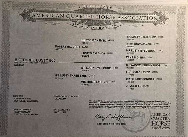 and-willing-quarter-horse