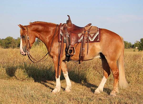 all-around-gypsy-vanner-pony
