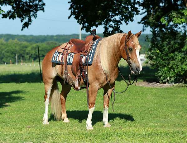 pole-gypsy-vanner-pony