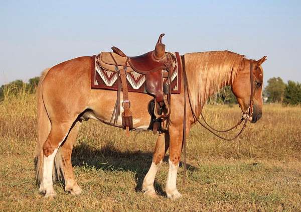 athletic-gypsy-vanner-pony