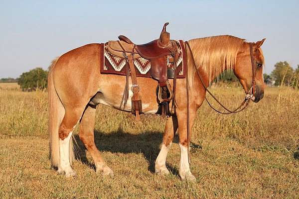 barrel-racing-gypsy-vanner-pony