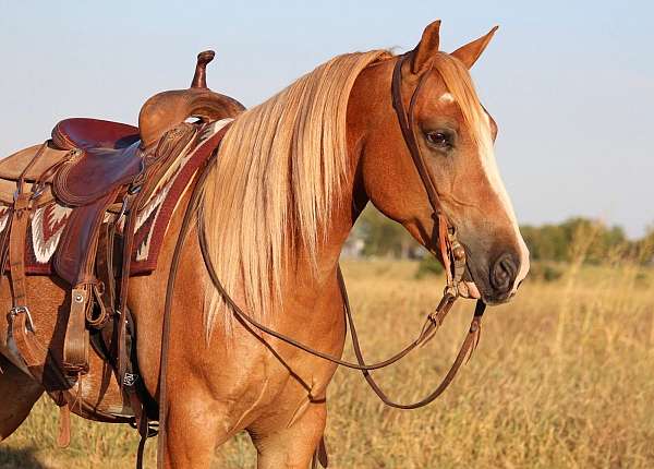 beginner-gypsy-vanner-pony