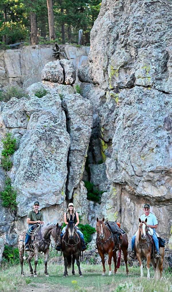 ranch-gypsy-vanner-pony