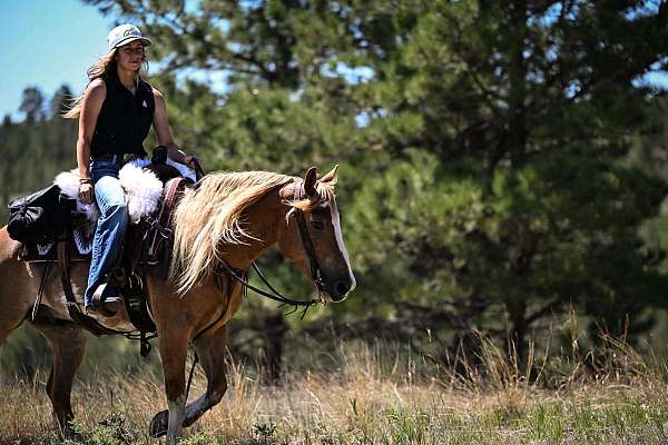 ranch-work-gypsy-vanner-pony