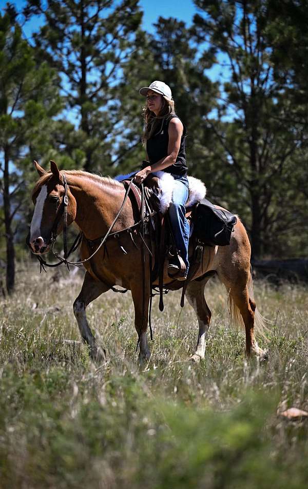 ridden-english-gypsy-vanner-pony