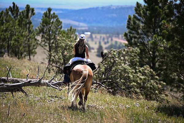 ridden-western-gypsy-vanner-pony