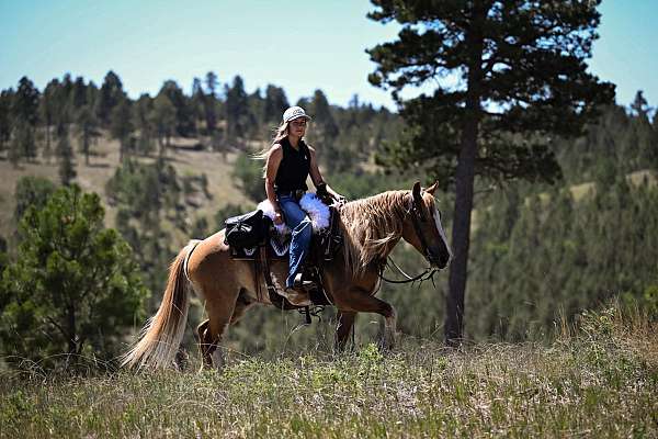 roping-gypsy-vanner-pony