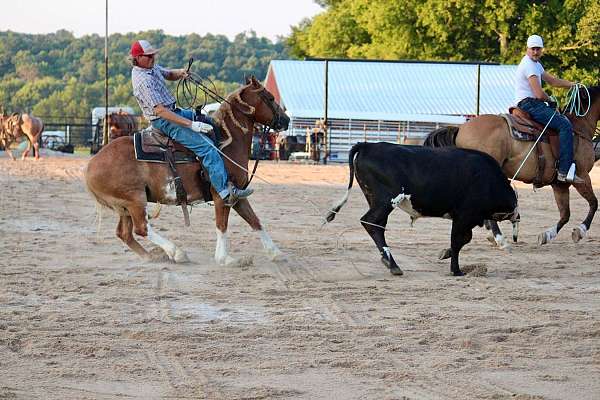trail-gypsy-vanner-pony