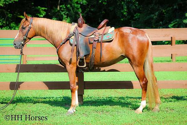 all-around-kentucky-mountain-horse