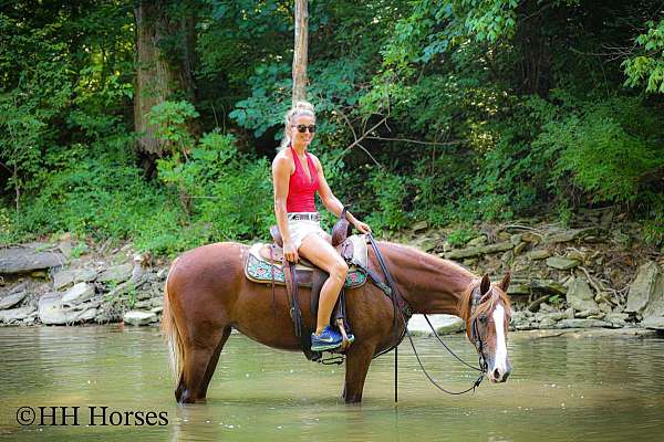 athletic-kentucky-mountain-horse