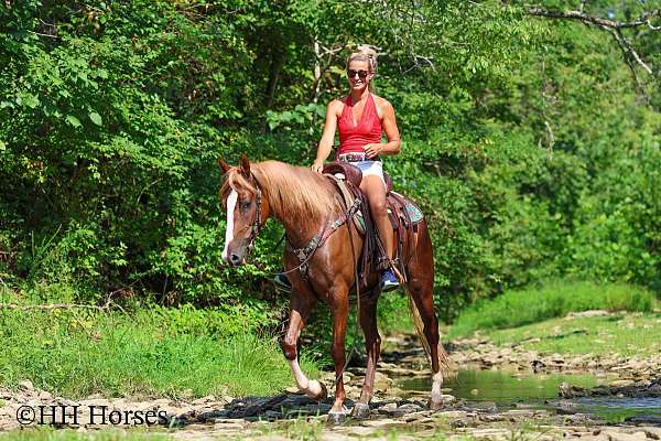drill-team-kentucky-mountain-horse