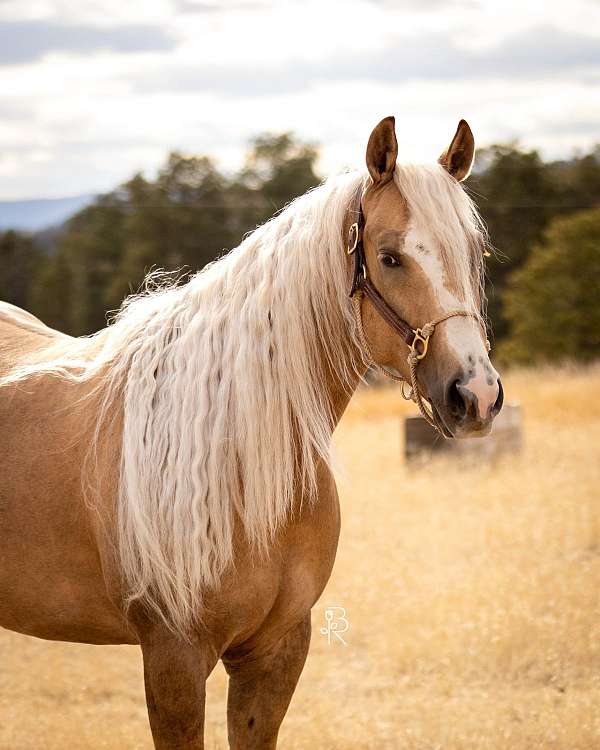 athletic-quarter-horse