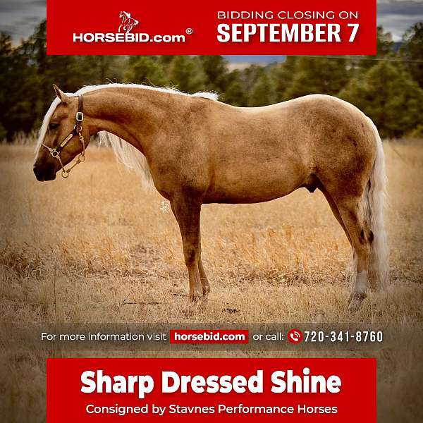 all-around-quarter-horse