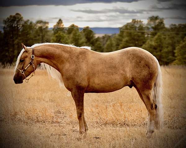 flashy-quarter-horse
