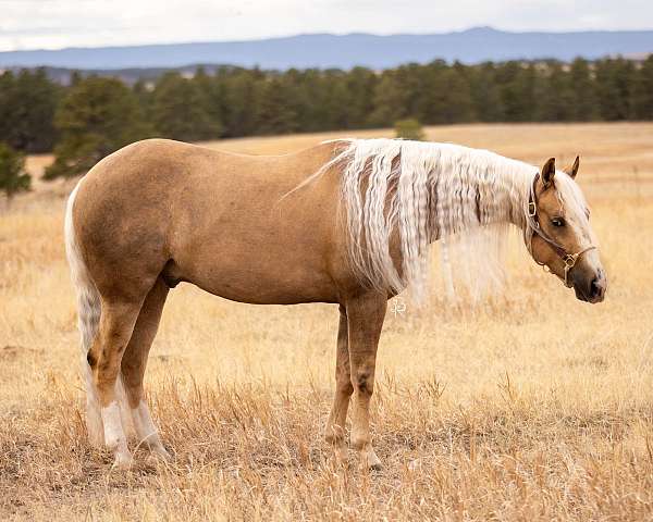 husband-safe-quarter-horse