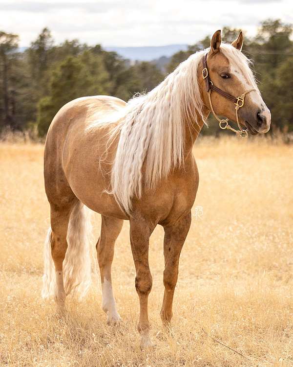 performance-quarter-horse