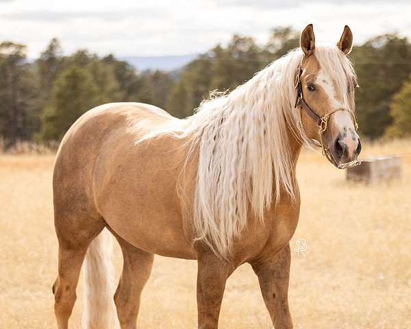 ranch-quarter-horse