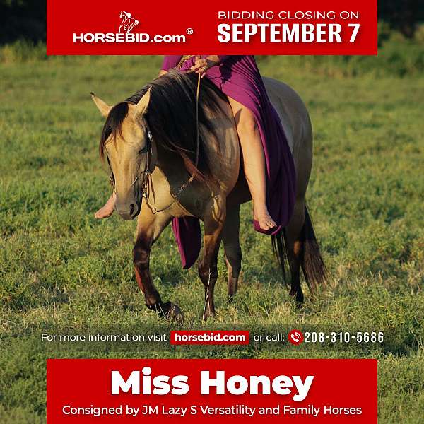 all-around-quarter-horse