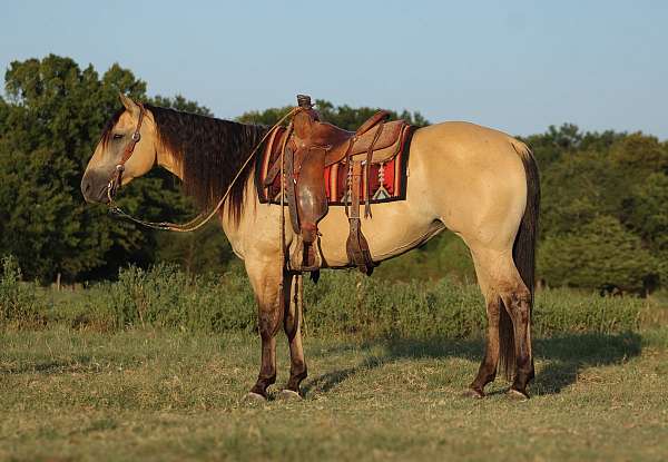 athletic-quarter-horse