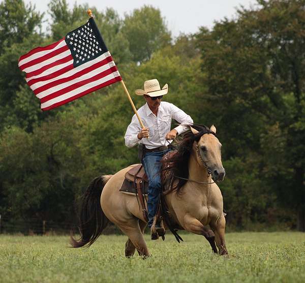 flashy-quarter-horse