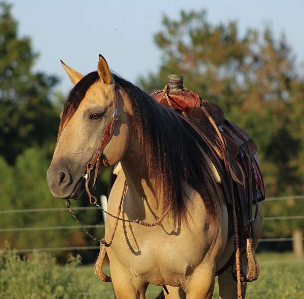 jumping-quarter-horse