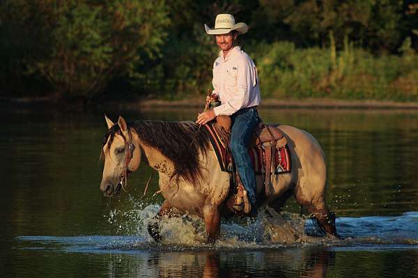 performance-quarter-horse