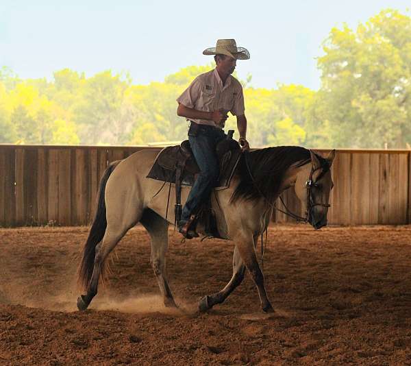 ranch-versatility-quarter-horse