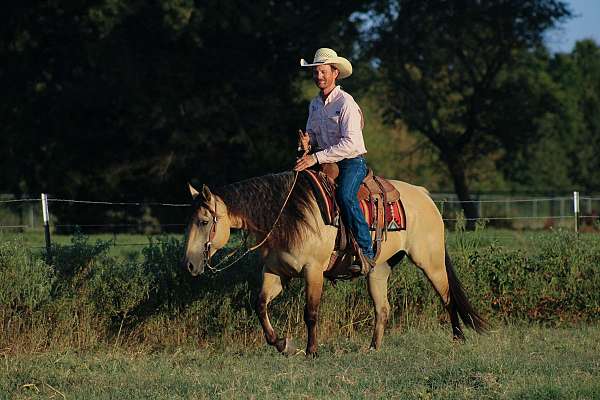 ridden-english-quarter-horse
