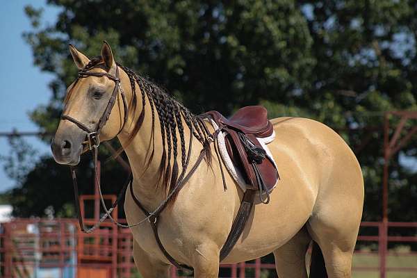 ridden-western-quarter-horse
