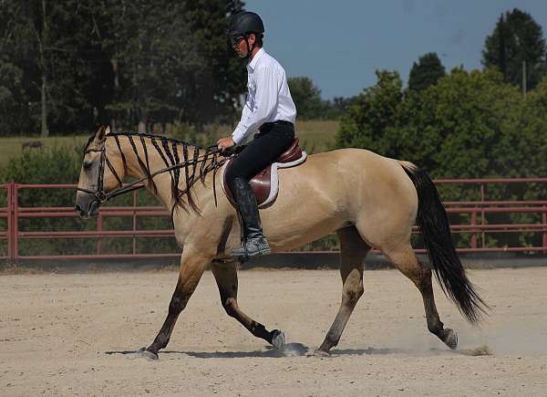 roping-quarter-horse